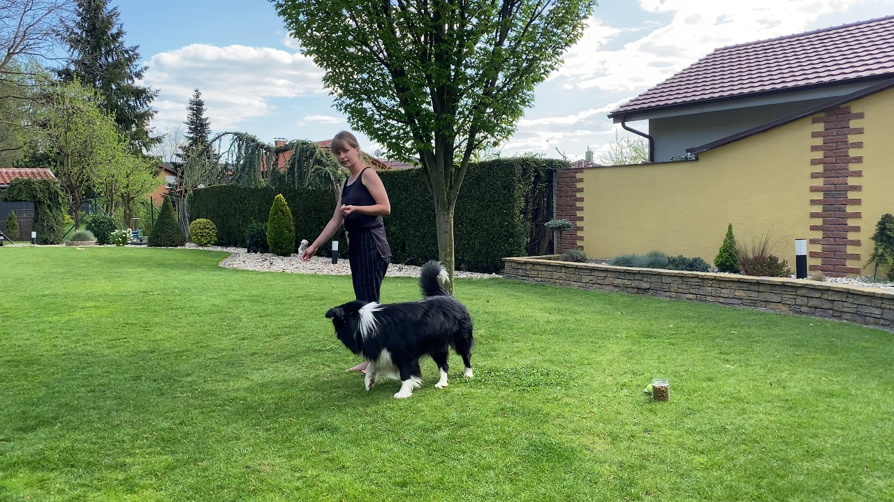 Zabav sa so svojim psíkom. Precvičuje Rebeca a Cassini Sky Akirdalu (Cassy) 1. časť.