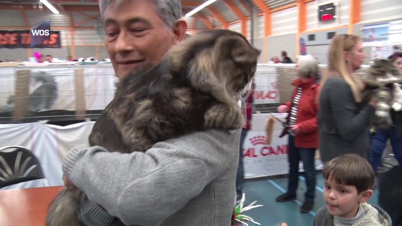 Kattenshow in De Lier