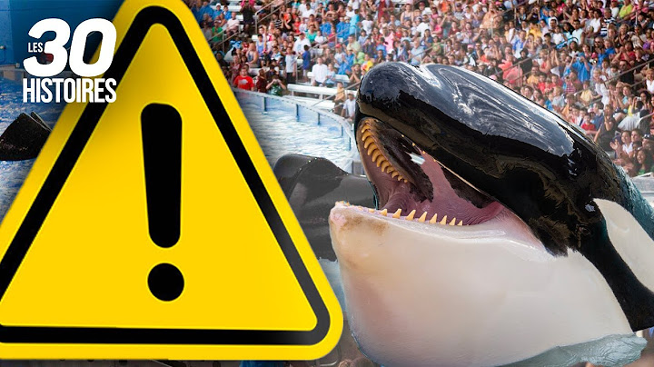 Une attaque d'orque dans un parc aquatique...😅  -  Les histoires insolites