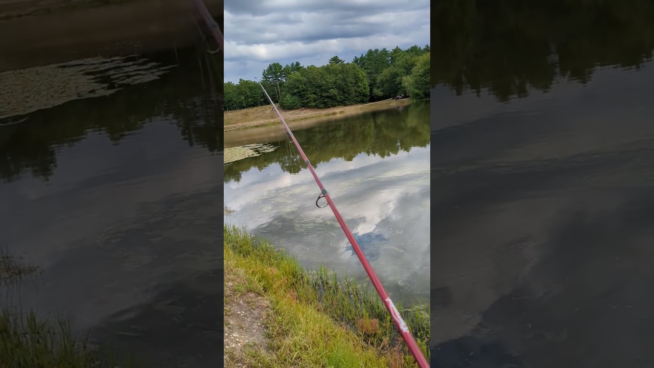 Fish went air born for frog