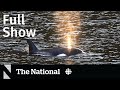Cbc news the national  trapped baby orca finally swims free