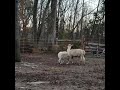 Livestock guardian dog is best friends with alpaca - 1027598