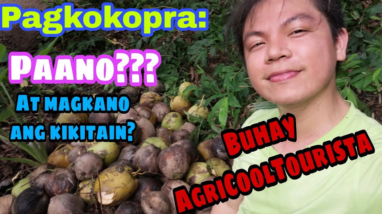 PART 1-Pagkokopra: Paano at Magkano ang kikitain?II Ani KitaIIKita AniIIBuhay AgriCoolTouristaII