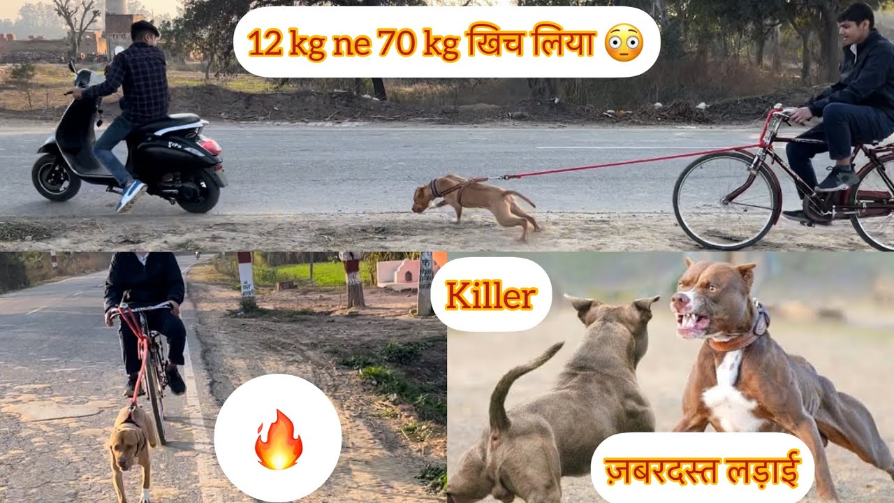 Aggressive pitbull dog fight vs street dog😳 aaj toh साइकिल ही खिच दी 😯