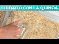 Mucho cuidado con la quinoa: cómo lavarla para quitarle la saponina y que sea segura para el consumo