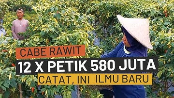 RAHASIA Budidaya Cabe Rawit Unggul Berbuah Lebat, Pupuk Fungisida Insektisida Dalam Merawat Cabai