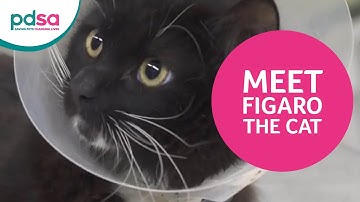 Meet PDSA pet patient Figaro the cat #SaveAStar
