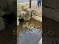 カルガモのヒナがレベルアップする日。　#カルガモ親子 #カルガモ　#動物　#animals #生物 #生物観察