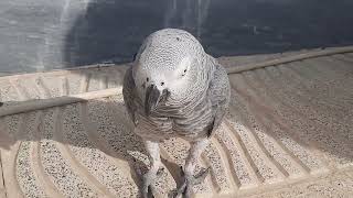 Fandok Is Walking In The Yard.