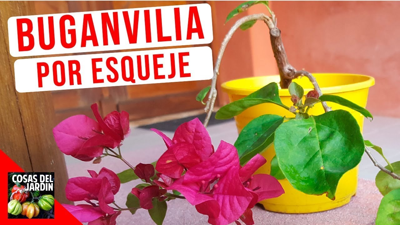 La Buganvilia no florece - Cómo hacer para que florezca la Buganvilia o  Santa Rita - Cosas del Jardin