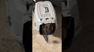 Dog Takes Up Residence in a Small Puppy Crate