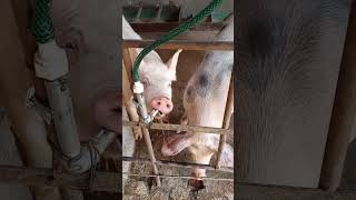 mi granja porcina/buenas puercas #cerdos #granja #puerco #mexico #michoacan #exito