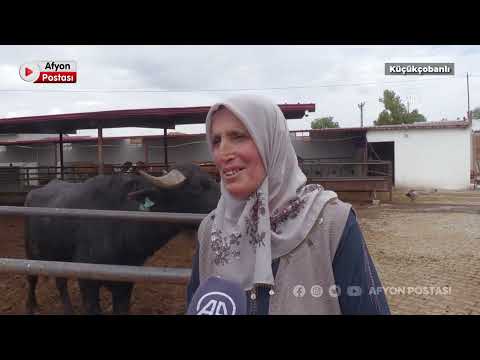 Manda sütü, kadın çiftçinin elinde Afyon kaymağına dönüşüyor