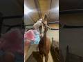 Can Horses Eat Cotton Candy? #goodtoknow #vet #medicine #funfacts #lifehacks #educational #survival