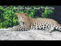 Beautiful leopard of jawai..please contact me for safari and stay 7976067136,WhatsApp 9929452969