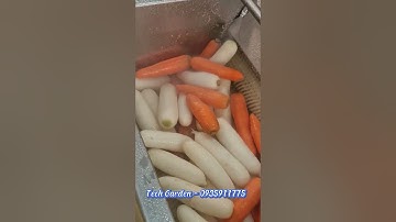 Máy Rửa Nông Sản TECH GARDEN (Rửa củ cải trắng, Cà rốt), LH: 0935911775 (ThS Trần Trinh)