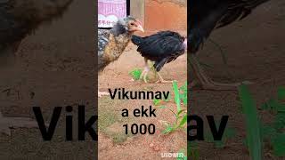 Vikunnava Onenm Kiyann