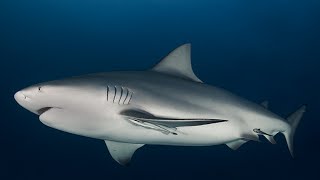 Sharks Inside the Inlets Science Cafe