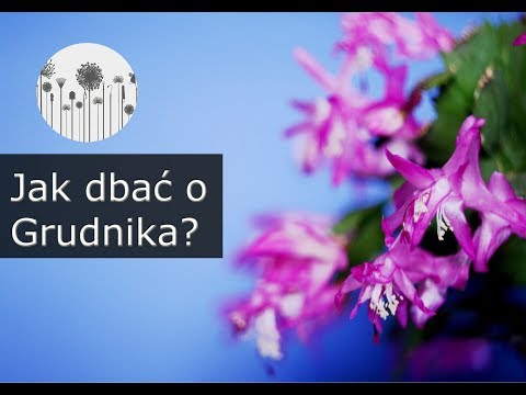 Jak dbać o grudnika? Kaktus Bożonarodzeniowy, schlumbergera. Uprawa, pielęgnacja by pięknie zakwitł