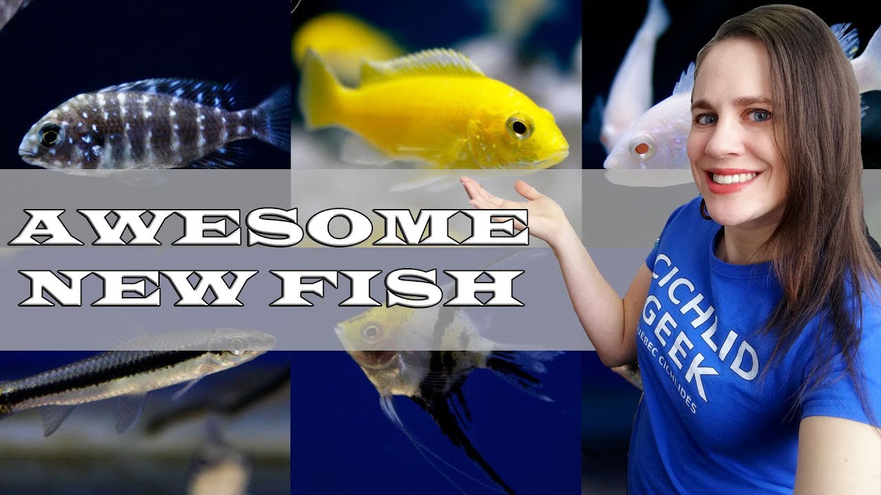 african cichlid tank mates Awesome New Fish : African Cichlids, American Cichlids & Community Fish