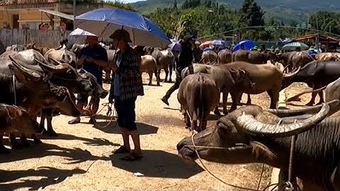 Nhộn Nhịp Chợ Trâu Bắc Hà – Phiên Chợ Vùng Cao Đặc Sắc