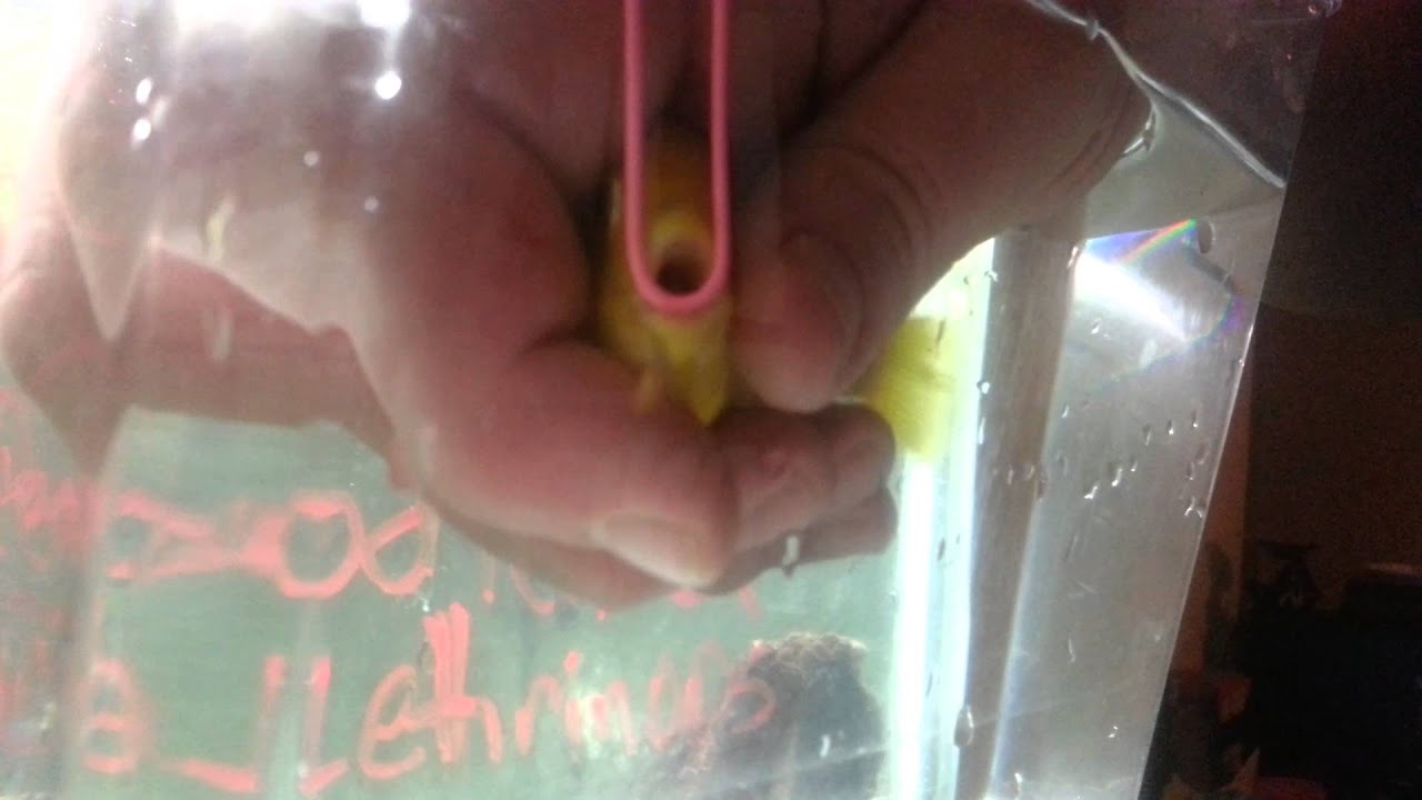 Yellow Lab Fry Striping fry from a Yellow Labidochromis - YouTube