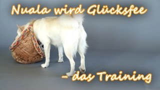 Islandhund Nuala wird Glücksfee by MsAmiratastic 214 views 7 years ago 2 minutes, 27 seconds