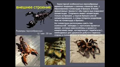 Медицинская арахноэнтомология