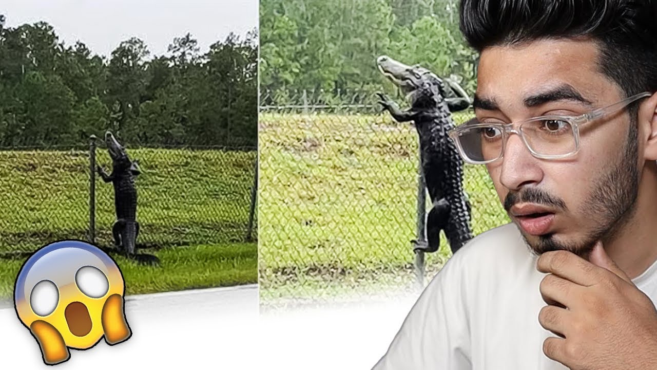 Weird Behave of These Animals can Shock You!😱