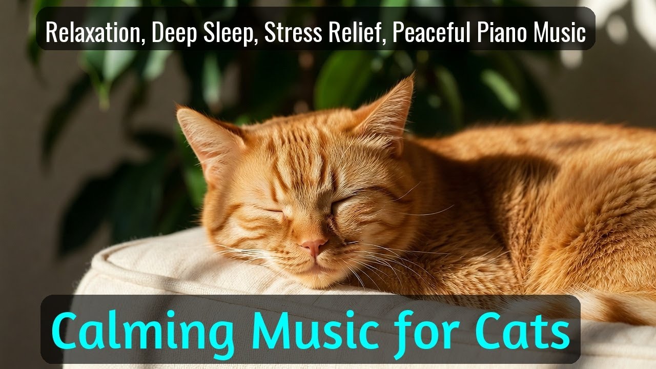 LIVE Peaceful Cat Sleeping Video for Meditation 😌 | Season 71