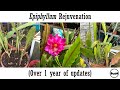 Epiphyllum rejuvenation with results over 1 years worth of updates