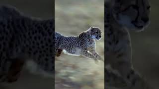 The Cheetah Run fast