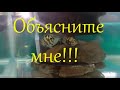 Как такое может быть? Удивила пара маленьких голубых тигровых попугаев, неполовозрелых.