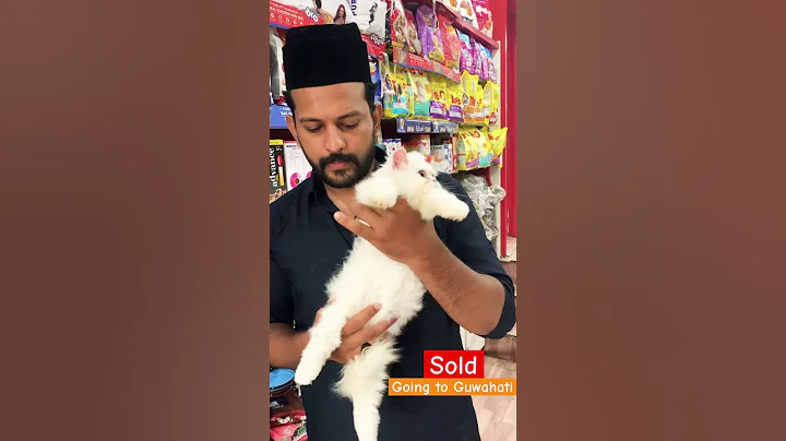 Watch the video about Persian kitten || semi punch || pure white || #cfa #cat #persianlovers #kitten #cutecat #catlover