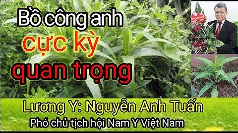 Bồ công anh chữa bệnh gì tốt nhất - Lương Y Nguyễn Anh Tuấn