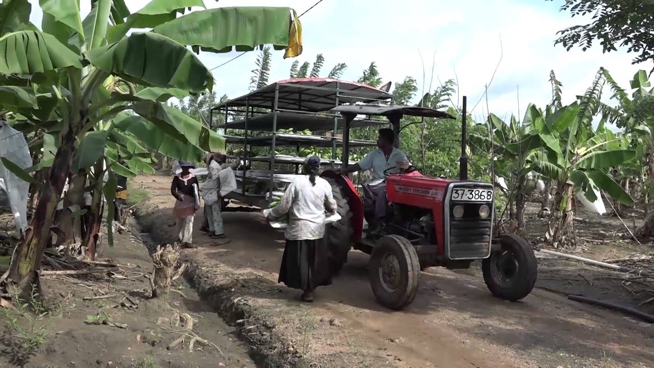 CIC Seed Farm Sri Lanka Hingurakgoda - YouTube