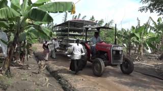 CIC Seed Farm Sri Lanka Hingurakgoda