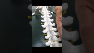 #shorts How we adjust the spine | Baker Chiropractic and Wellness