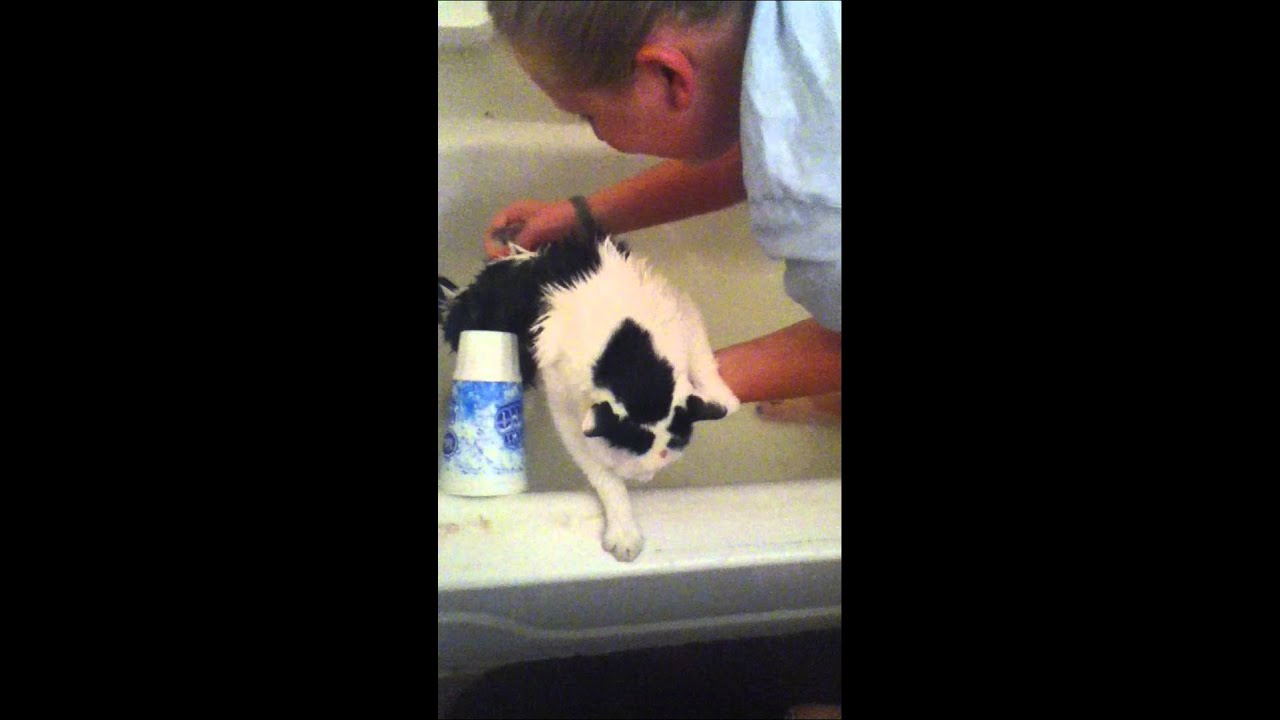 Cat Bath YouTube