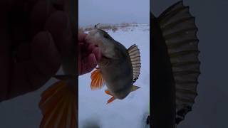 Рыбалка по ватсапу  #shorts#fishing