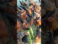 #shorts #trending_shorts