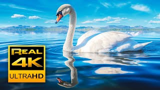 4k Peaceful Lake Sounds & Relaxing Piano Music 🐦 Canadian Goose, Swans and Seagulls 2 hours 4K UHD