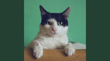 Smart Mysterious Cat Behavior