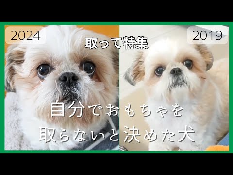 【シーズー】5年間 きっと彼は執事がいる富裕層だと勘違いしているwww~多頭飼い~チワワ・シーズー・ミニチュアピンシャー・トイプードル