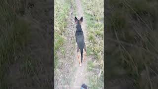 Australian Kelpie are the best