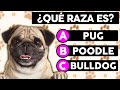 Adivina la Raza de estos Perros 🐶 | ¿Cuántas razas Identificas?