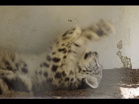猫みたいにかわいいユキヒョウの赤ちゃん Snow Leopard Baby So Cute Youtube