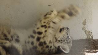 猫みたいにかわいいユキヒョウの赤ちゃん Snow Leopard Baby So Cute Youtube