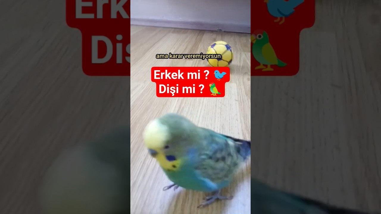 Erkek mi Dişi mi Almalısın? 4 Bilimsel Farkla Karar Ver! 🧠🐦 #muhabbetkuşu #birds #budgies