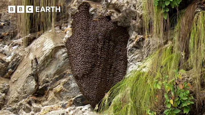 Bees vs Hornets: Nature's Most Synchronised Defence System | Hidden India | BBC Earth